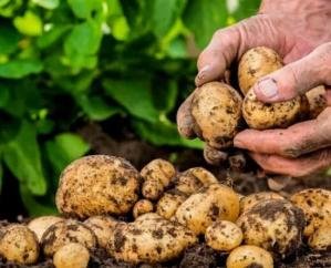 Now people of Shimla city will get natural farming products at their doorstep