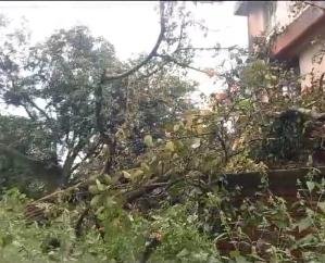 Paragpur: Banyan tree fell on the science block of children's school, Paragpur.