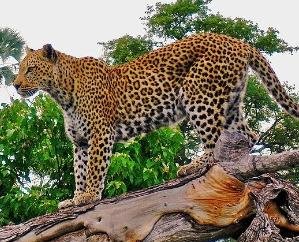 Shimla: Leopard census will be held in the state next month