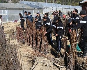 Solan: Nauni University will hold annual sale of plants from December 11.122