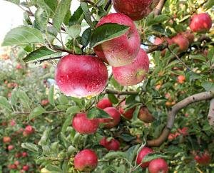 Shimla: Himachal gets the best horticulture state award