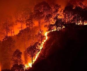 Forest fire in Himachal breaks last year's record, 7122 incidents recorded so far