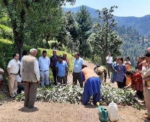Successful demonstration of absinthe cultivation in Kullu's coat.