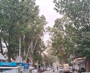 Giant trees on the main road of Kunihar can cause untoward incident.