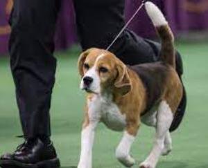 Solan: Dog show to be organized at Maa Shoolini fair on June 23