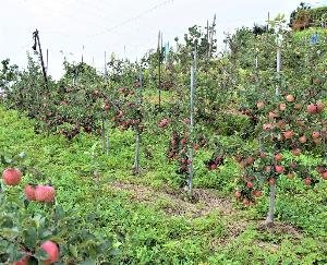 Horticulture development project in Himachal gets four months extension from World Bank