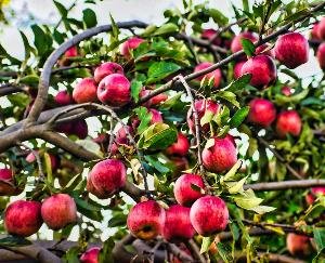 Shimla: Universal carton not available, gardeners are worried