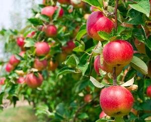 Supply of universal carton for apple packing will start in the state from today, will start from Karsog.