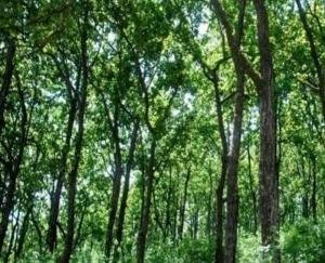 Himachal: Budget of Rs 150 crore approved for plantation under environmental protection scheme.