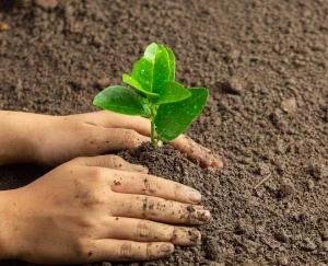 NHAI starts plantation campaign in the name of Ek Buta Maa in the state, 50,000 saplings will be planted