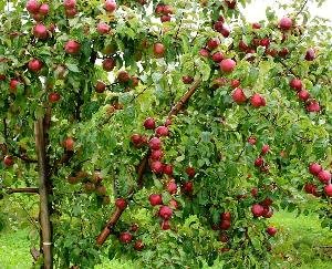 Meeting of Agriculture, Horticulture and Industry Committee of District Council in Shimla.