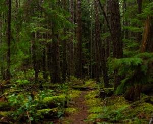 Trees were illegally cut and roads were built in the demarked protected forest area, High Court sought answers from Himachal and Central Government.