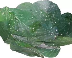 From now on, langar will be available in Taur pattal in Shimla's historical temple Taradevi, district administration took the decision.