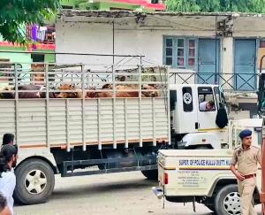 Police recovered 2 trucks full of cattle in Manali, case registered