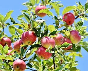 Truck drivers from outside states will be exempted from special tax during apple season: Deputy Chief Minister