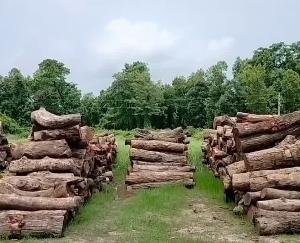 Himachal Forest Corporation earned lakhs of rupees just by selling tender forms, also saved Rs 72 lakhs