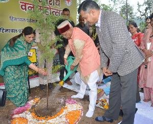 Governor planted cedar sapling in the glen