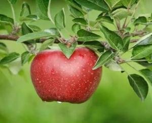 Sweetness of Himachali apple fades due to weather