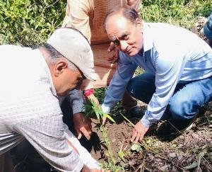 Kunihar: Plantation done by Pensioners and Senior Citizens Welfare Association in Sayri.