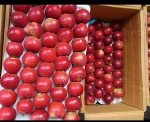 Shimla: Apple prices fell by Rs 500 to Rs 600 per box, gardeners disappointed.