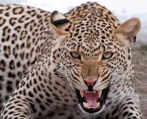 Kullu: Forest department caught the leopard roaming freely unconscious, people heaved a sigh of relief.