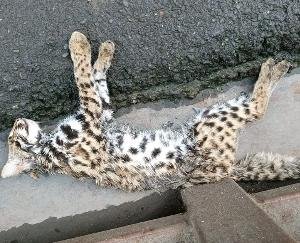 Shimla: Dead leopard cub found near IGMC doctor hostel, atmosphere of fear among people