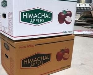 Himachal Government: Important initiative for Universal Carton Apple Horticulture