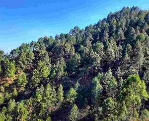 Himachal: Many species of trees started disappearing from the lower Himalayan regions.