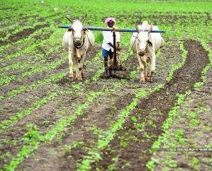 Drought like conditions in Himachal, farmers looking to the sky for wheat sowing