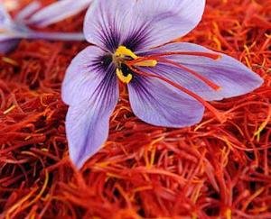 Everyone was surprised by preparing saffron in the apple orchard, know the whole matter