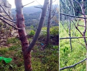 Himachal: Due to drought, bark of apple plants starts falling off, danger of cancer