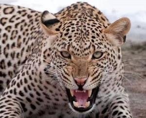 Shimla: Leopard seen roaring in the courtyard of the house in Kotkhai, people panic