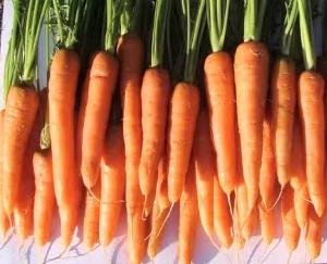 Nauni University of Himachal developed new varieties of carrot and French bean.