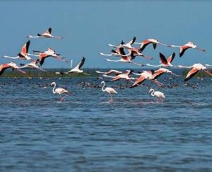 Kangra: Pong Lake is buzzing with migratory birds, the view is fascinating