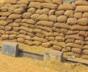 Kangra: Thousands of quintals of paddy in Fatehpur Mandi, under open sky, no warehouse....