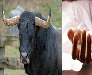 Una: 19 year old youth died due to bull attack, friend saved his life by running away