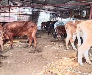 Una: 7 cows died in the cow shed due to cold and lack of fodder, condition of 3 is critical.