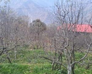 Orchards drying up without rain in Himachal, apple production in danger due to lack of chilling hours