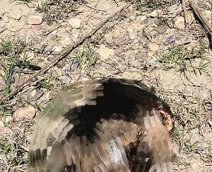 A male skeleton cut into two pieces was found in Bhogarwan Panchayat of Indora.