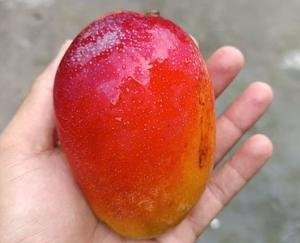 Himachal: A farmer in Daduwala village of Sirmaur district grew the world's most expensive mango