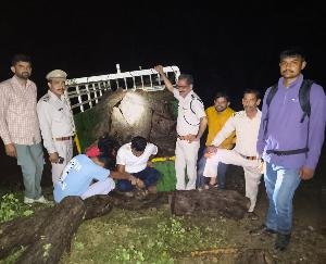 Forest department's vigilance in Nagarota Surian range: Pickup loaded with illegal Khair wood caught