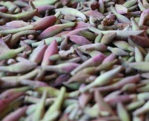 जंगलों की ओर रुख कर रहे लोग! जाने वजह