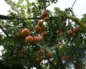 Bilaspur_Shiva_project_changed_the_fate_of_44_farmers_target_of_producing_60_metric_tonnes_of_pomegranate