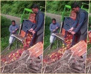 Gardeners_are_troubled_by_the_disaster_due_to_the_closure_of_HPMC_center_gardeners_are_forced_to_throw_away_apples