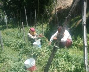 एपीएमसी सोलन ने सोलन सहित अन्य जिलों में विक्रय किए 4000 मीट्रिक टन मटर