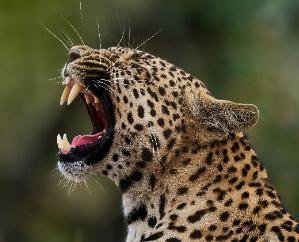 Una_Leopard_attacks_people_working_in_fields_six_injured