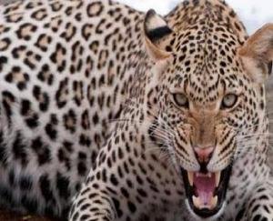 दिन दहाड़े तेंदुए ने गाय को बनाया शिकार