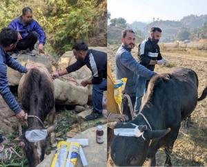 Dharampur-Mandi_A_brutal_incident_in_Riyur_village_helpless_bulls_were_pushed_into_a_ditch.