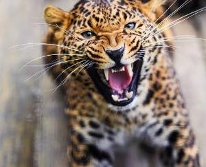 Mandi_Leopard_attack_creates_panic_in_Balh_valley_one_dead_4_injured