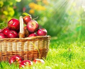 Himachal: Today, farmers and gardeners will surround the secretariat and raise their demands.